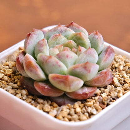 Echeveria Jelly Hybrid Imported Succulent Plant