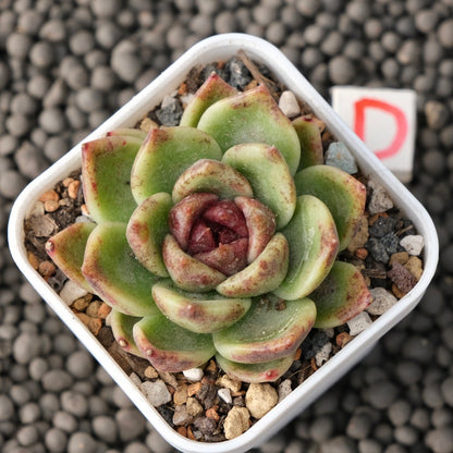 Echeveria Black Edge Korean Succulent Plant Changhee Hybrid