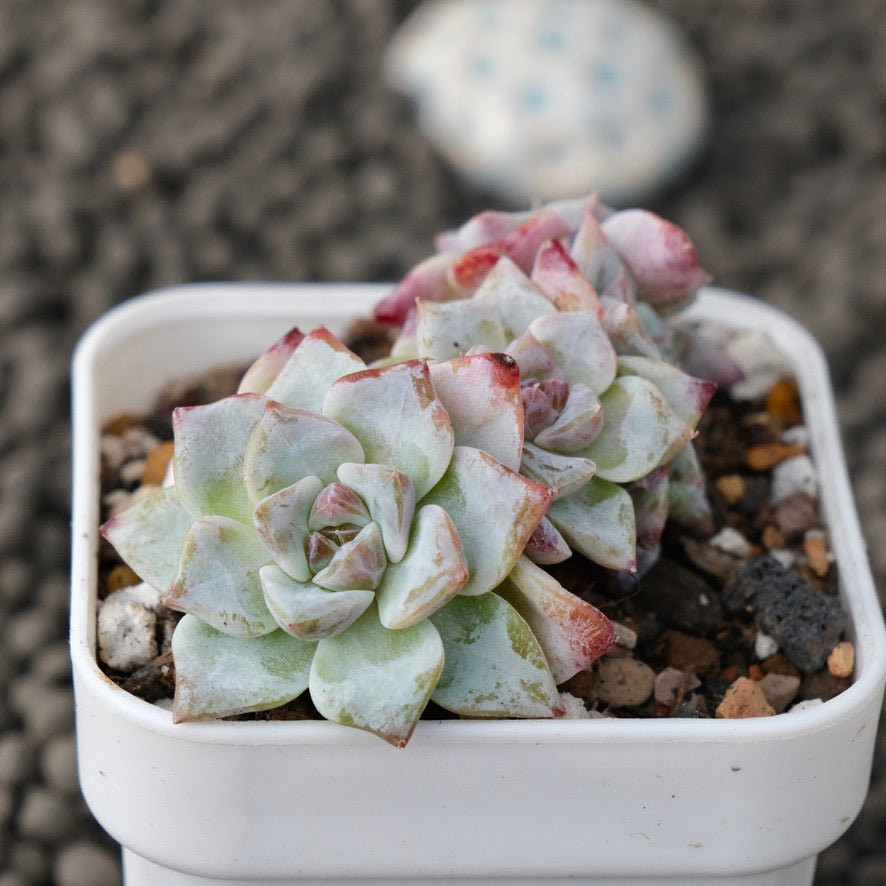 Echeveria Gloria Korean Succulent Plant Changhee Hybrid