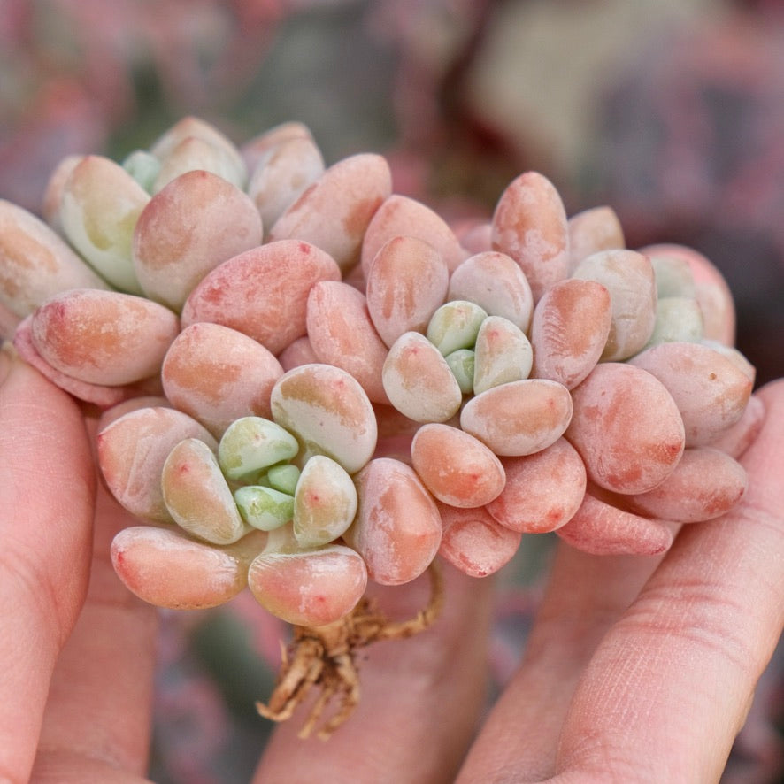 Graptosedum Miul Imported Succulent Plant