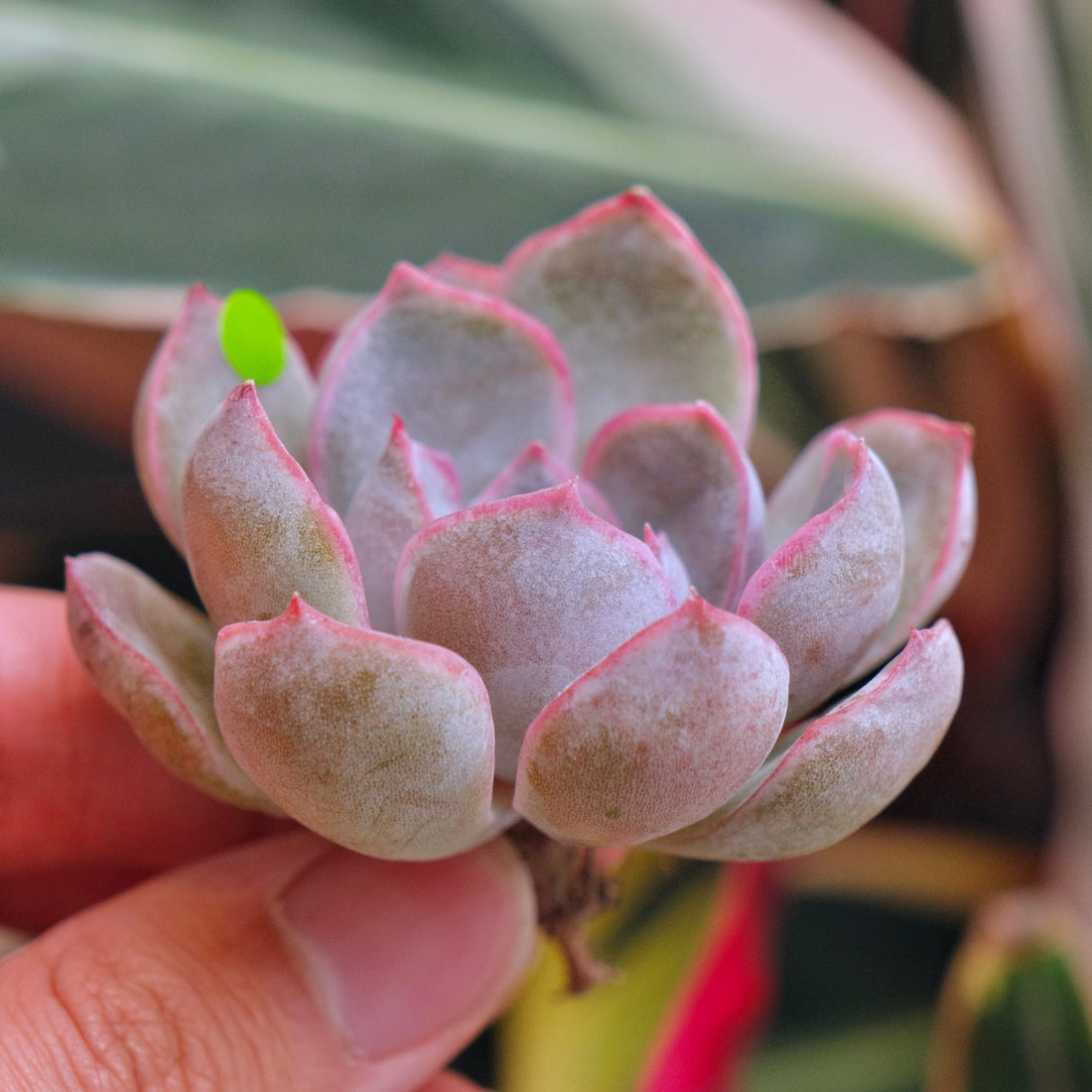 Echeveria Morning Glory Korean Succulent Plant *New*