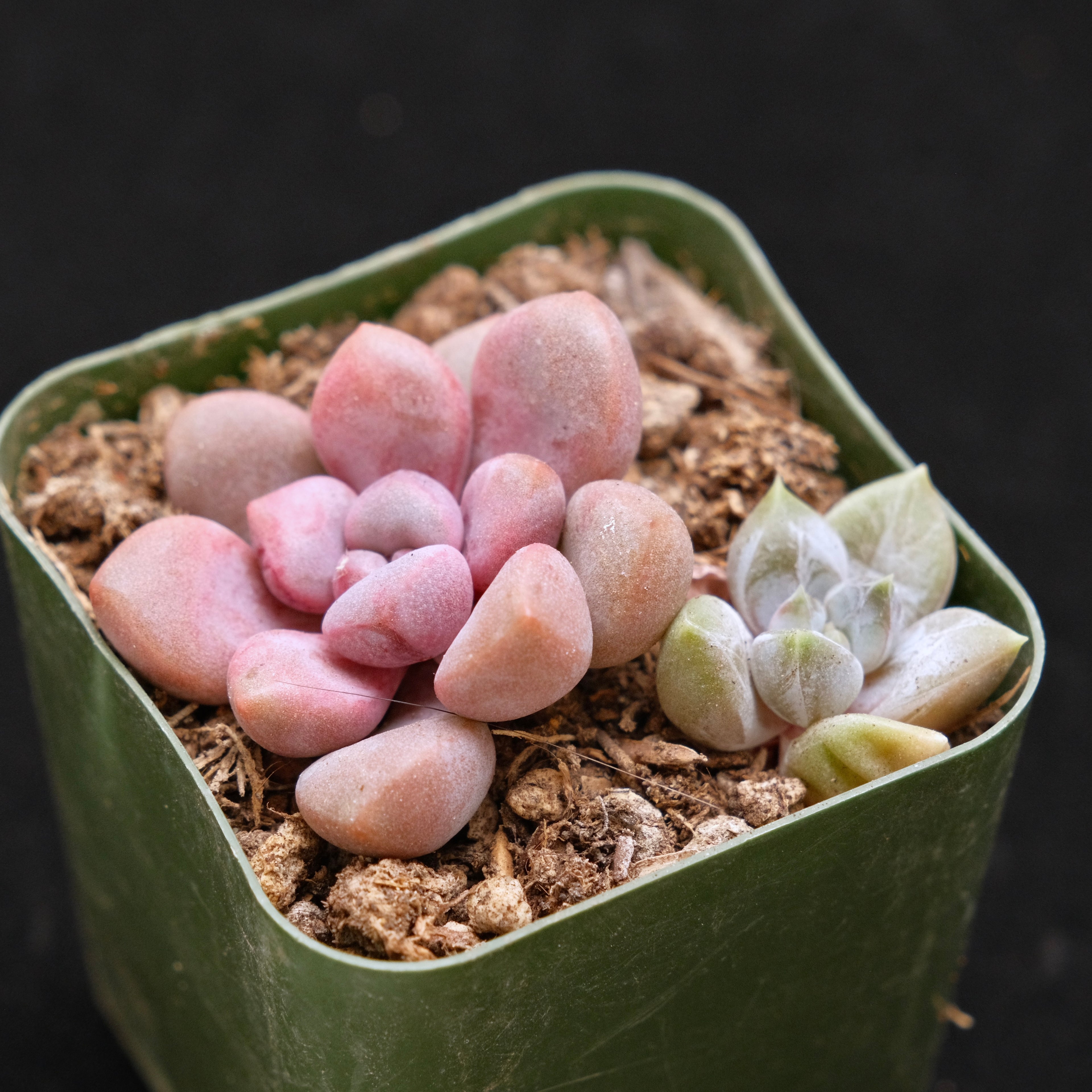 Graptopetalum Polari Heart and Ivory Mountain Babies