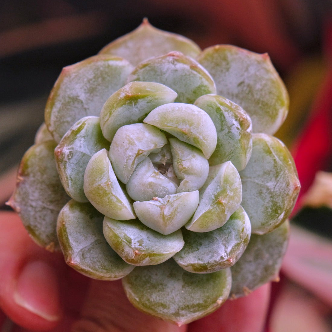 Echeveria Snow Flower Korean Succulent Plant *New*