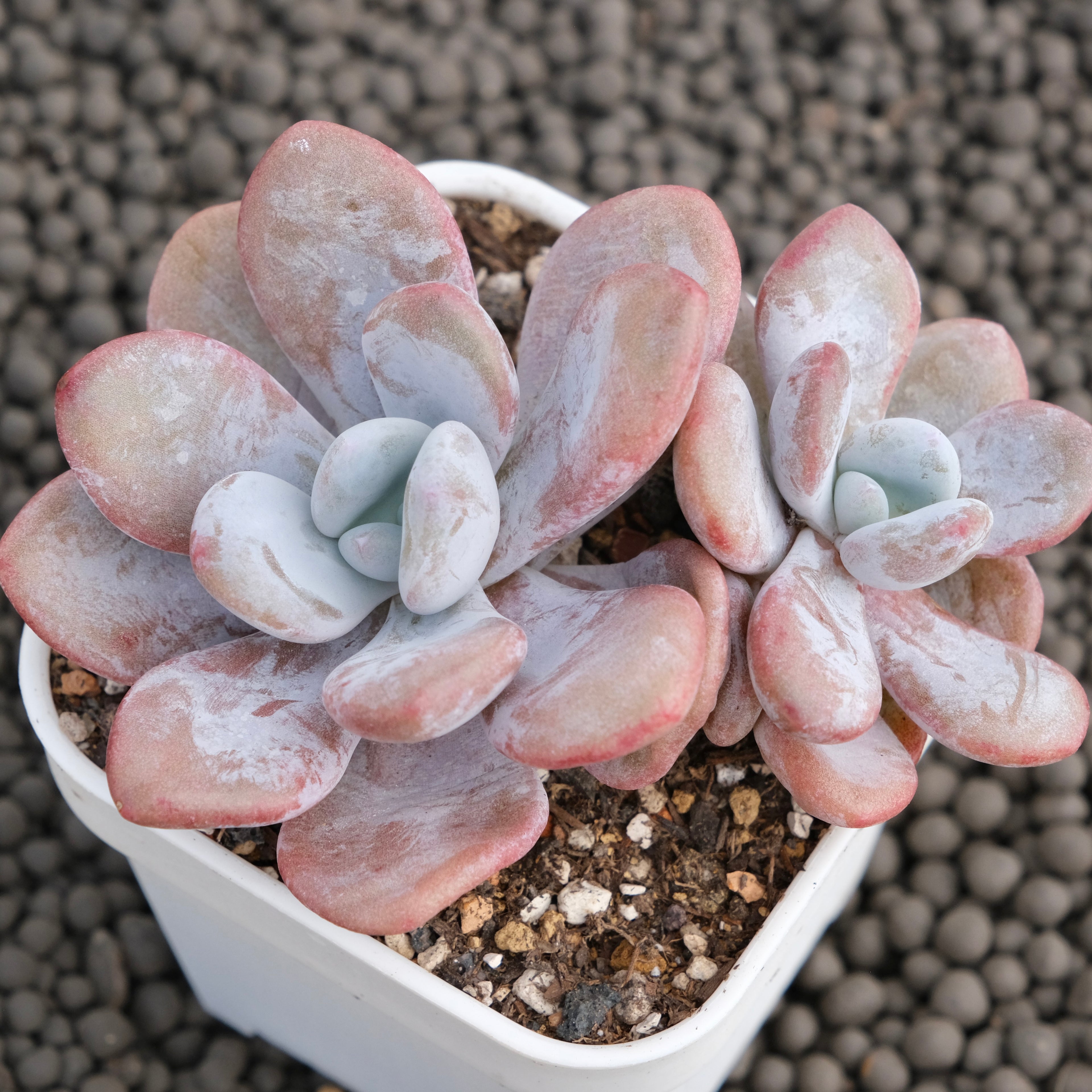 Graptoveria Lala Korean Succulent Plant