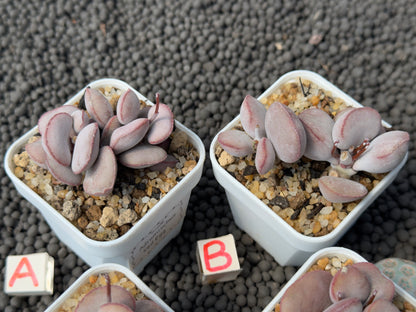 Adromischus Red Egg (L) Imported Succulent Plant