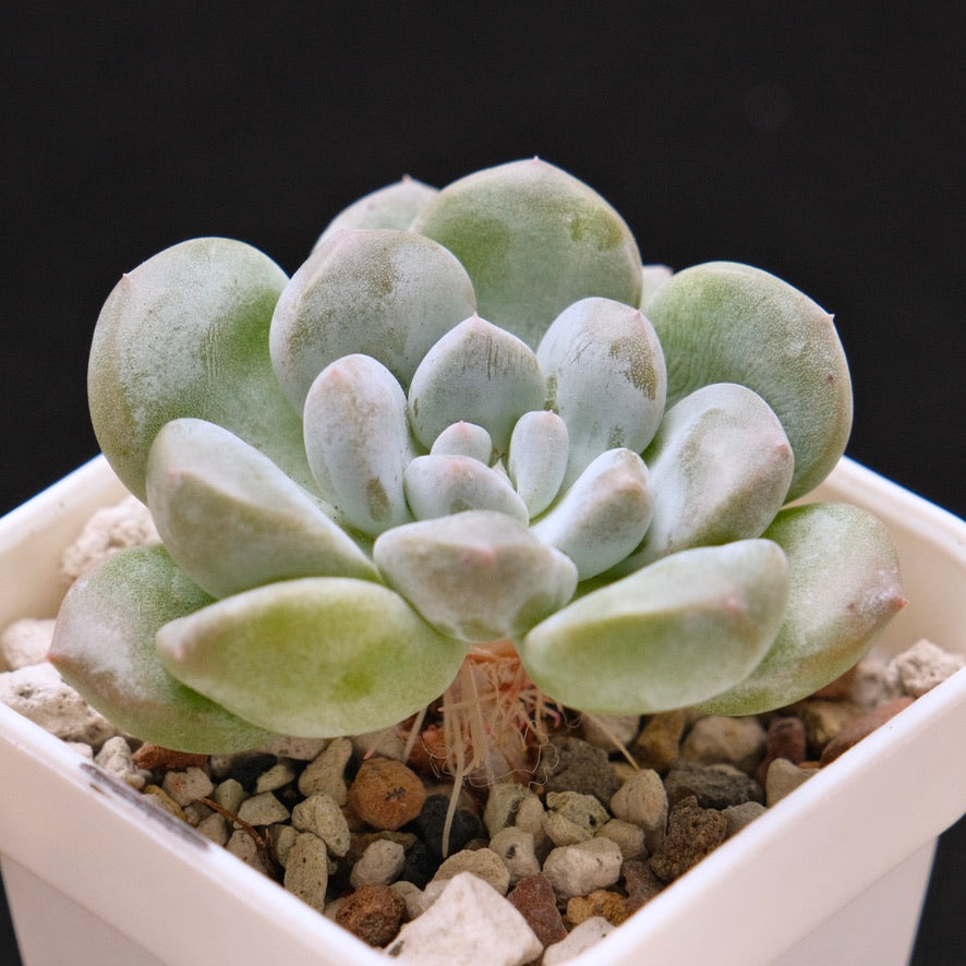 Pachyveria Gold Candy Korean Succulent Plant *New*