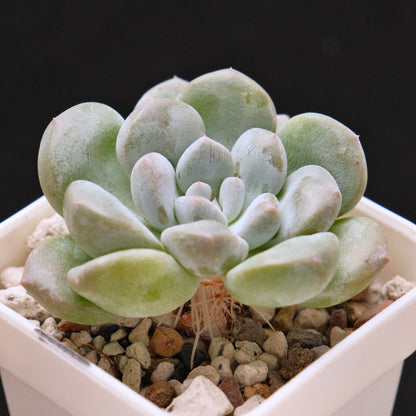 Pachyveria Gold Candy Korean Succulent Plant *New*