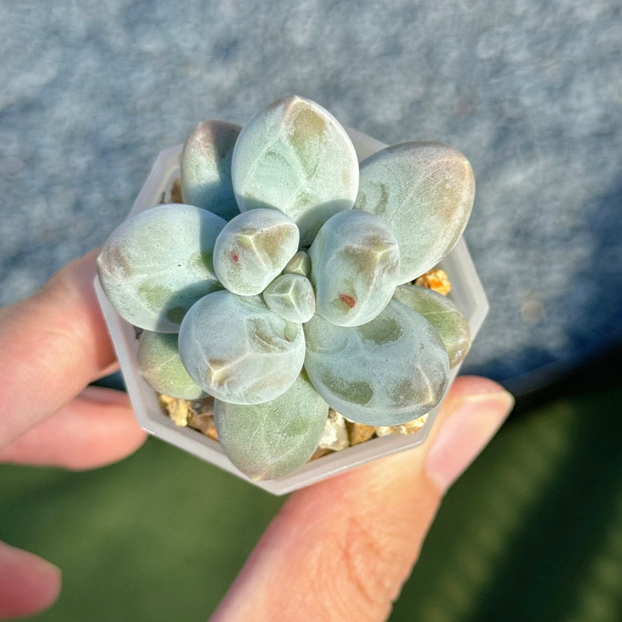 Pachyphytum Fresh Ball Korean Succulent Plant