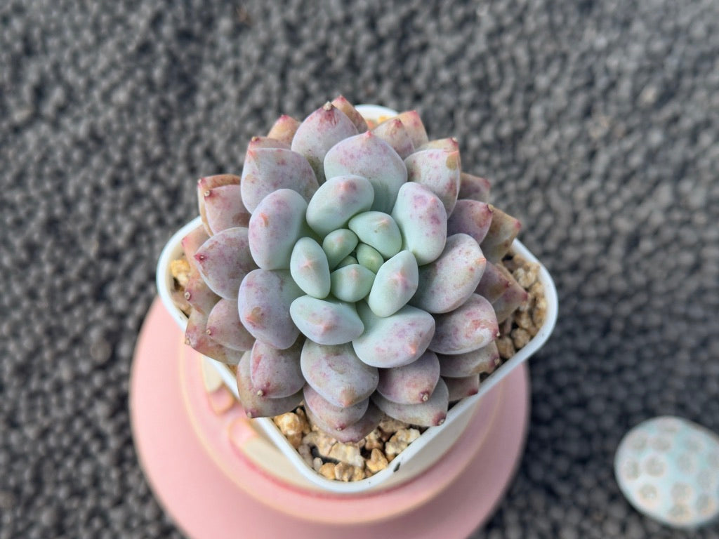 Pachyveria Sweet Love Imported Succulent Plant