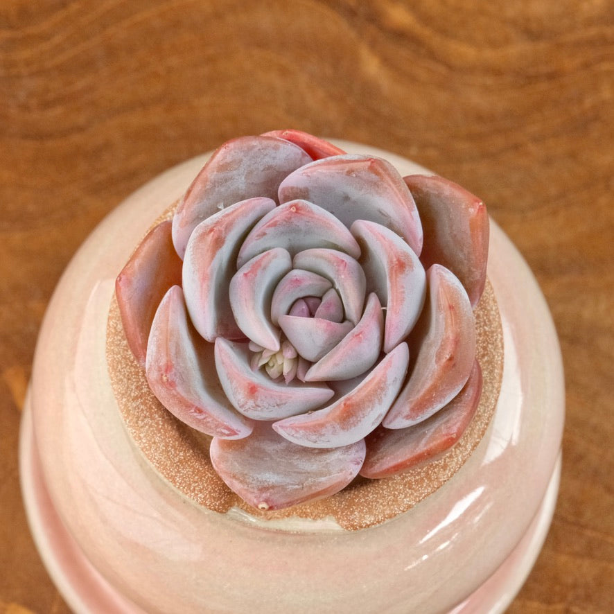 Echeveria Charming Stone Korean Succulent Plant