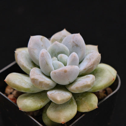 Pachyveria hybrid Korean Succulent Plant