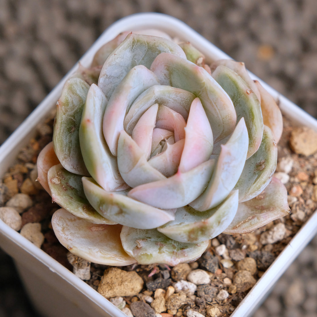 Variegated Echeveria Blue Surprise Korean Succulent Plant