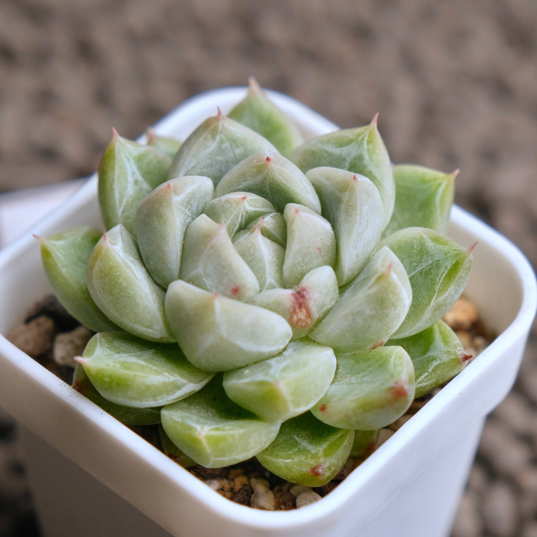 Echeveria Diamond Korean Succulent Plant - A