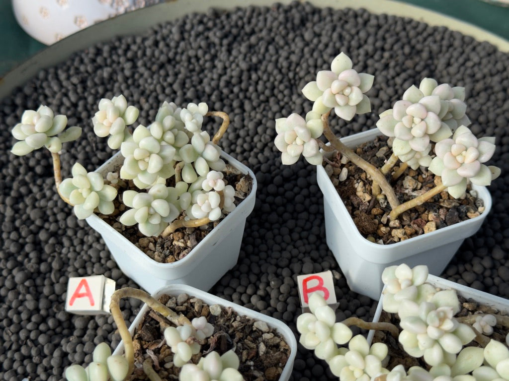 Variegated Graptopetalum Mendozae Imported Succulent Plant