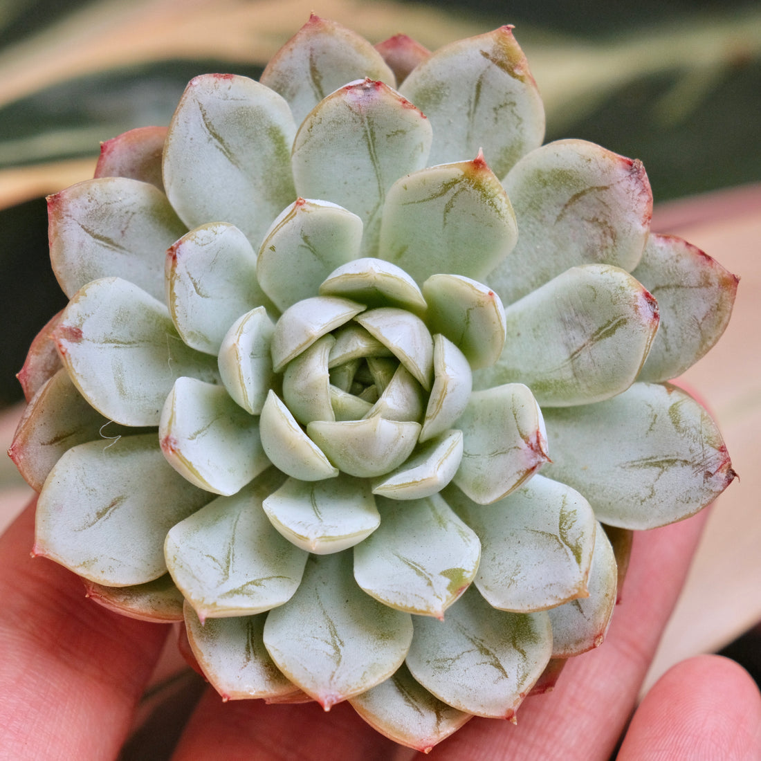 Echeveria Ode to Star Korean Succulent Plant *New*