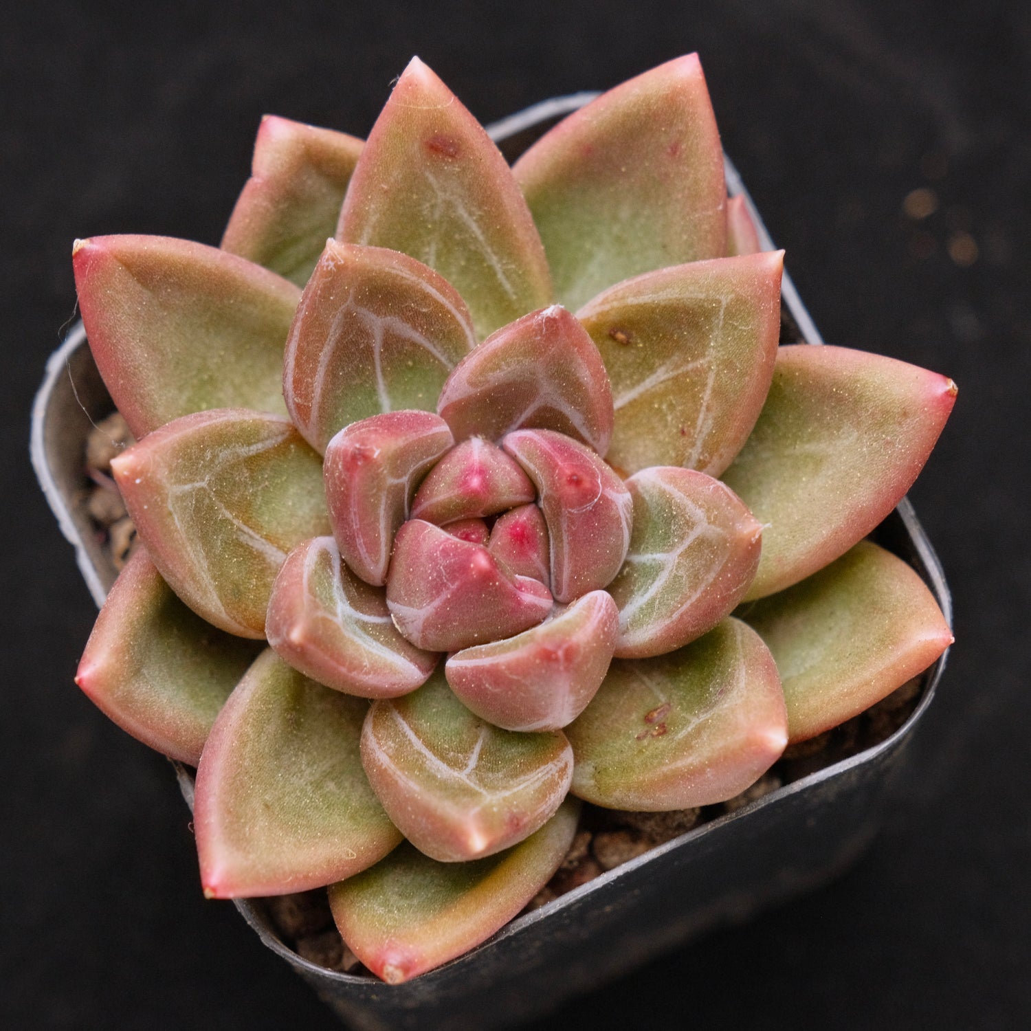 Pachyveria Tivoli Korean Succulent Plant