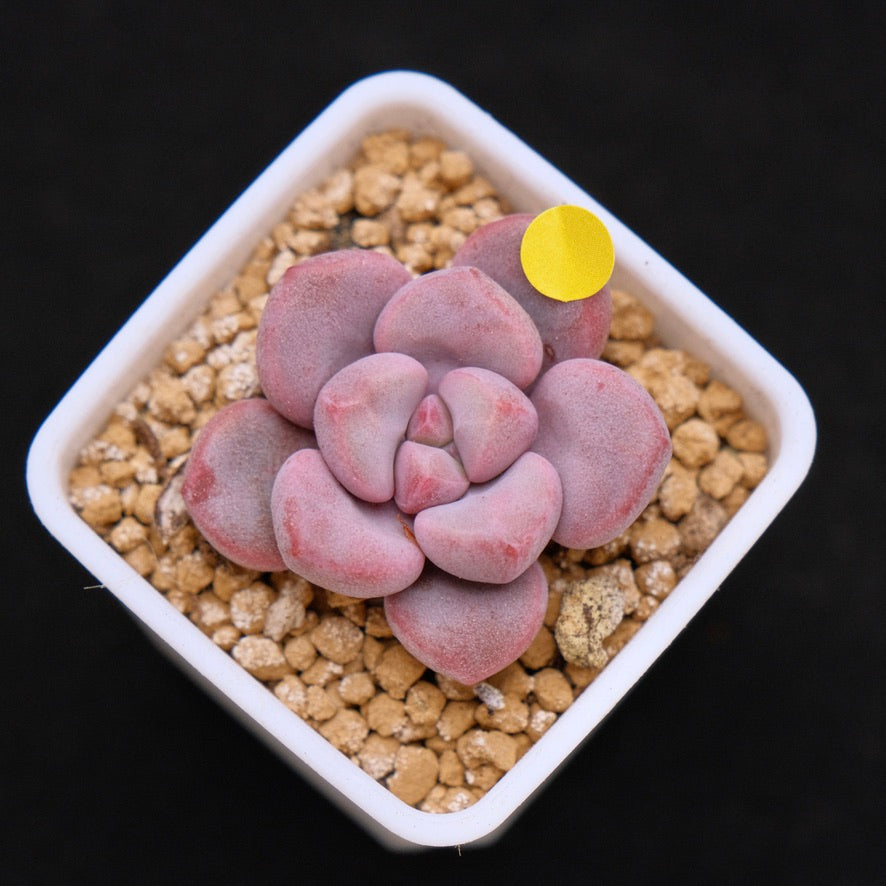 Graptopetalum Polari Heart baby Korean Succulent Plant