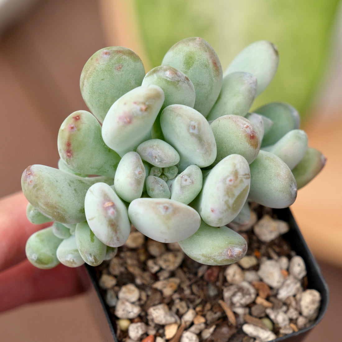 Graptophytum Albean Korean Succulent Plant Air Magic Hybrid