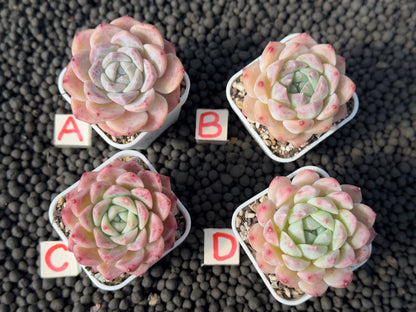 Echeveria Pink Lina Imported Succulent Plant