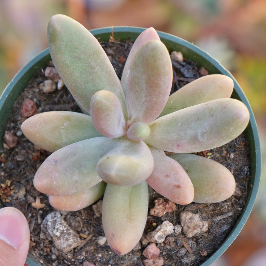 Pachyphytum fittkaui Succulent Plant