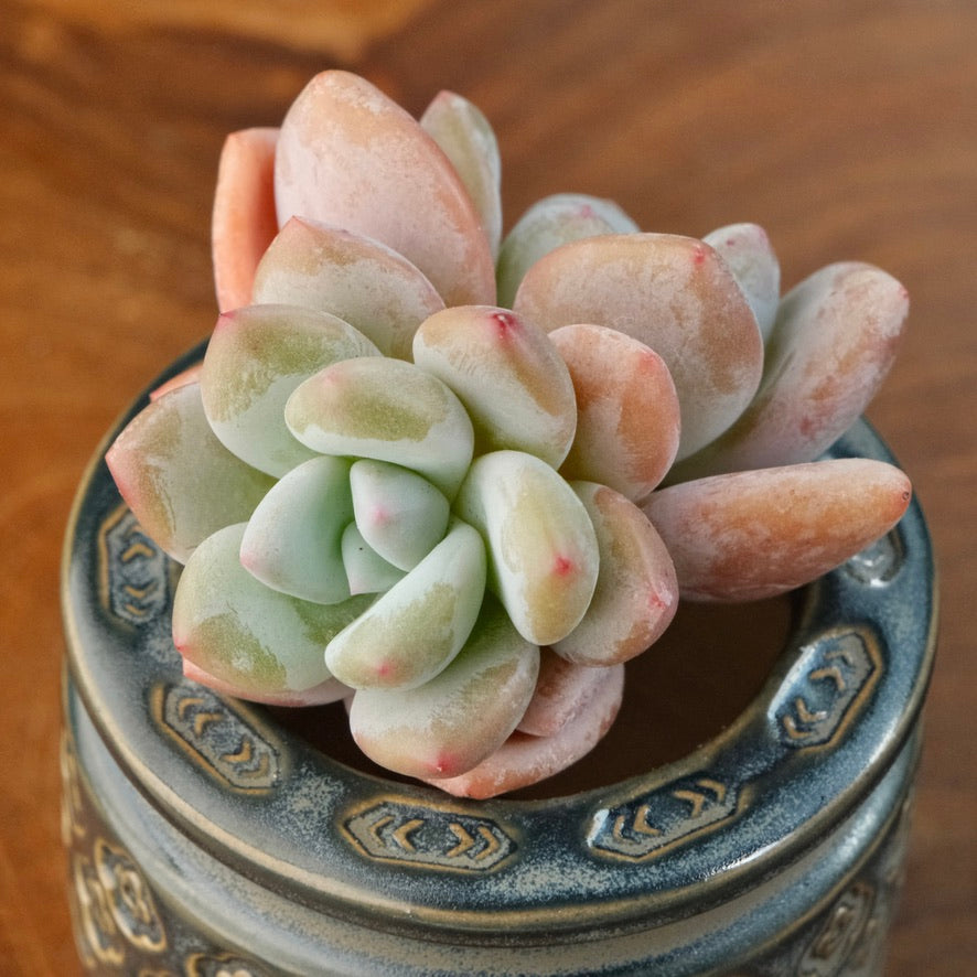 Graptoveria Snow Anna Imported Succulent Plant