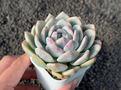 Variegated Echeveria Monroe Korean Succulent Plant