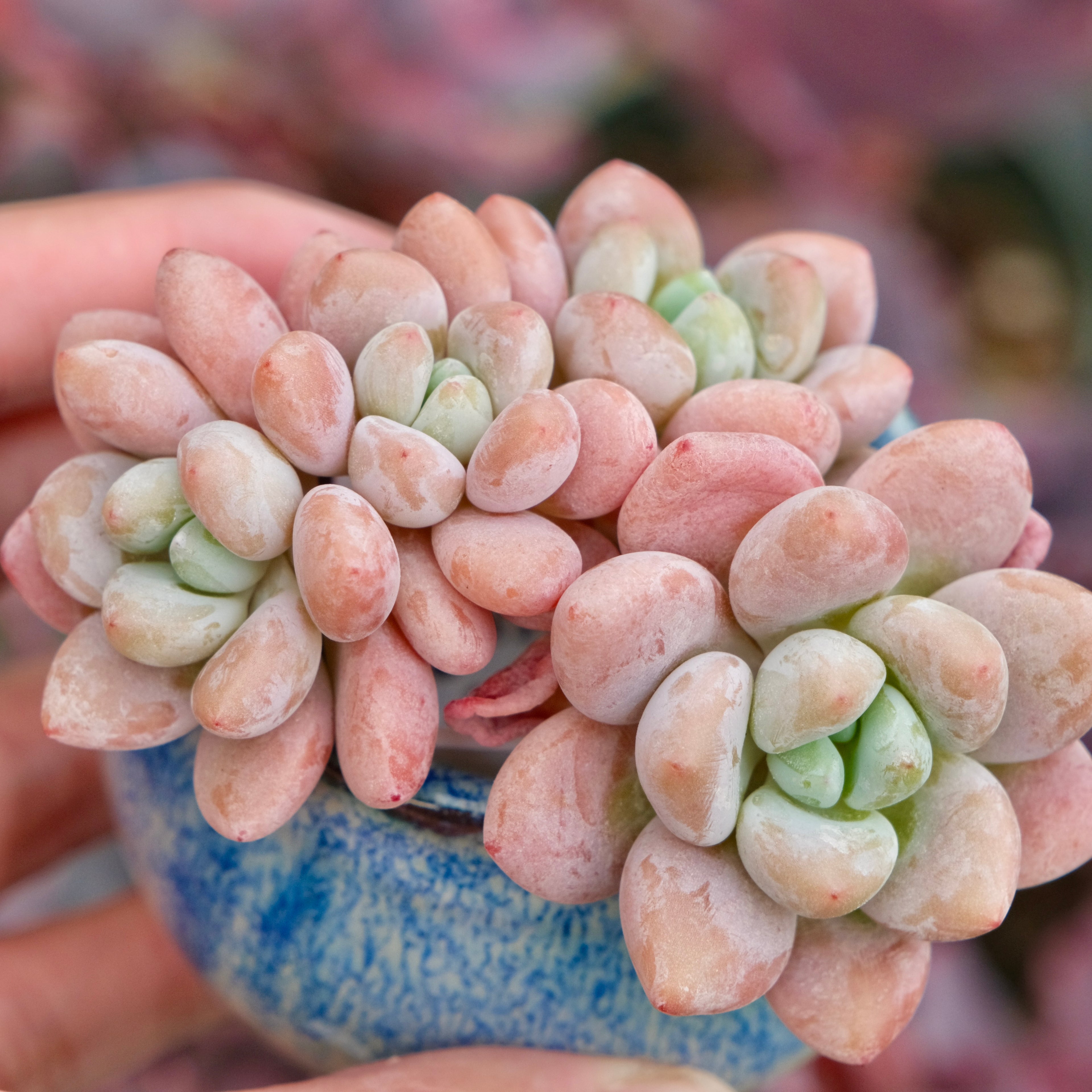 Graptosedum Miul Imported Succulent Plant