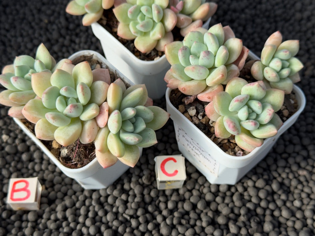 Pachyveria Elaine Reinelt Imported Succulent Plant