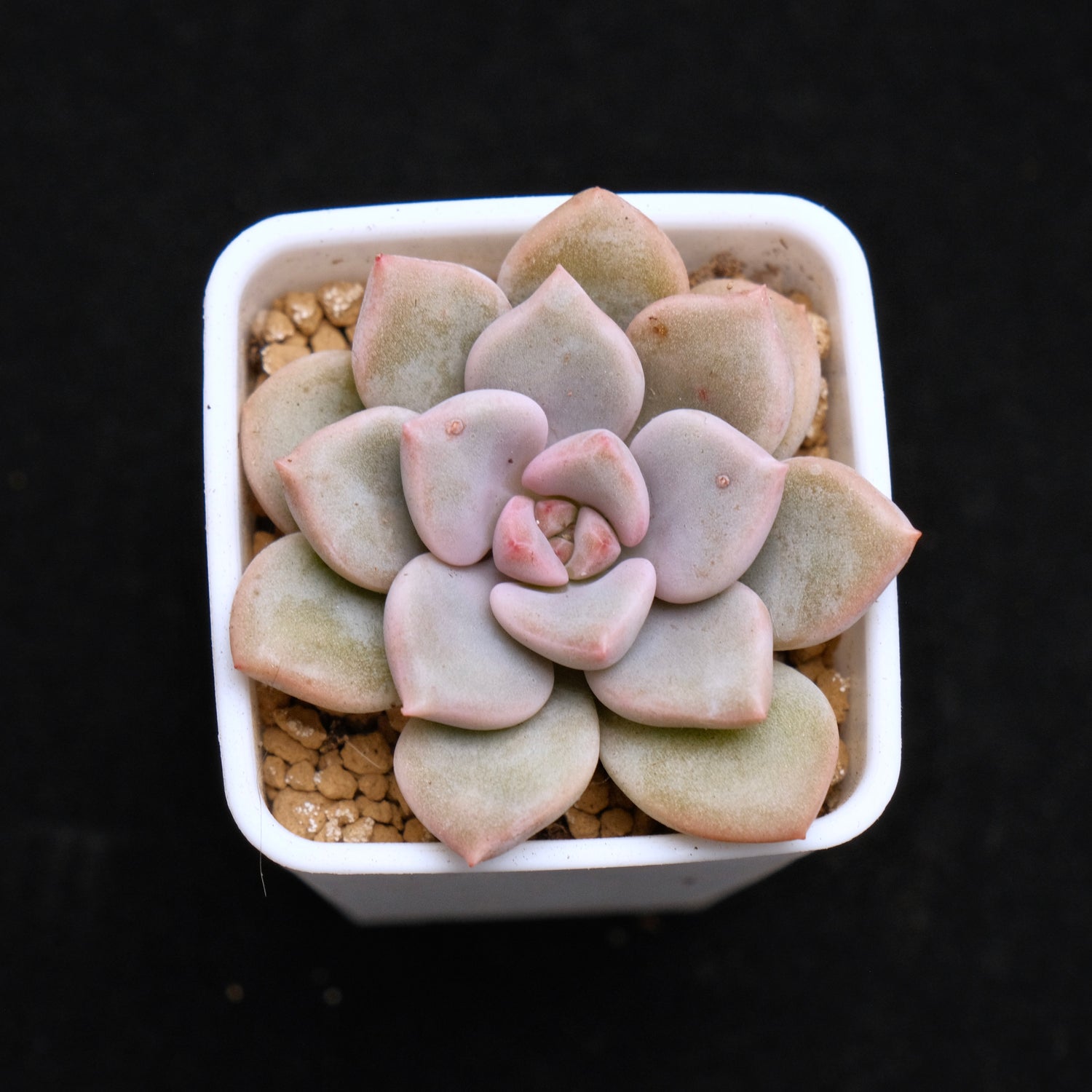 Graptoveria Pink Rosa Korean Succulent Plant Hwaga Hybrid