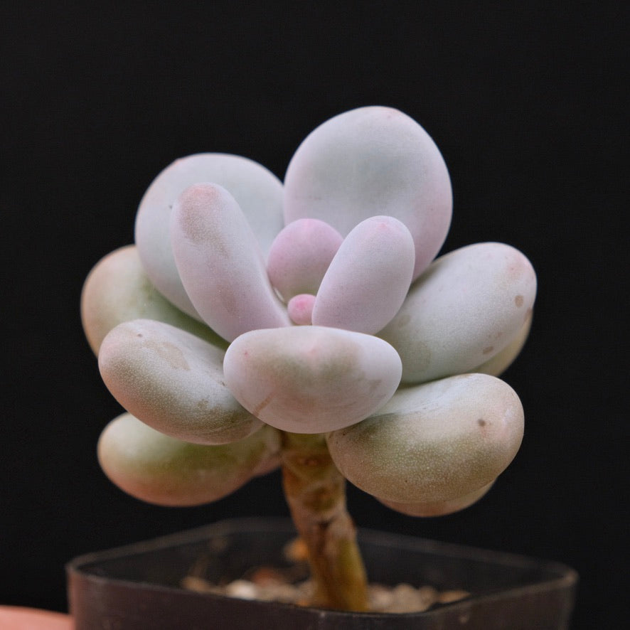 Pachyphytum Momobijin Korean Succulent Plant