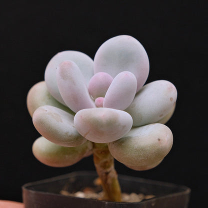 Pachyphytum Momobijin Korean Succulent Plant