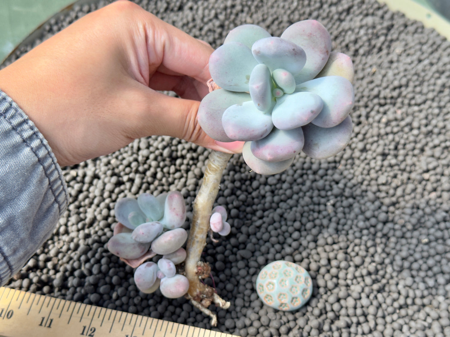 Big Pachyphytum Europe Beauty Korean Succulent Plant