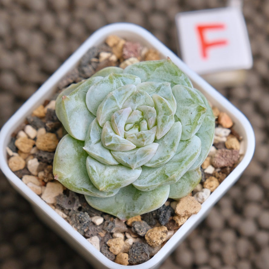 Echeveria Icy Snow (Monstrose) Imported Succulent Plant - F