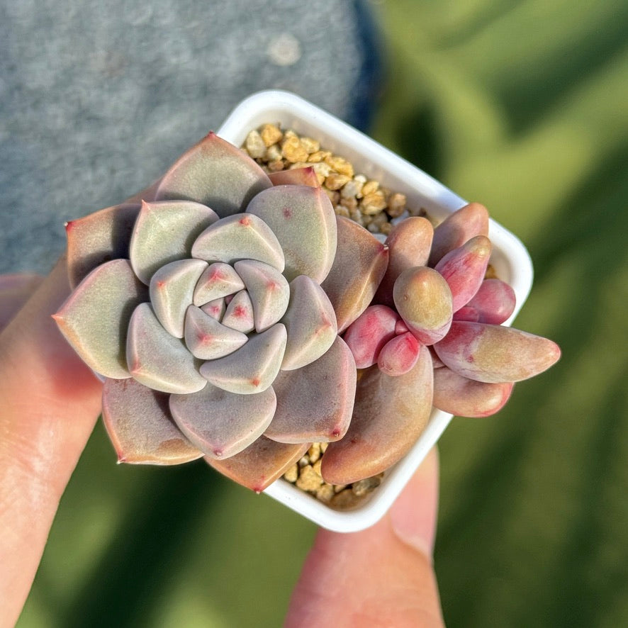 Variegated Ganzhou and Pretty in Pink Korean Succulent Plant