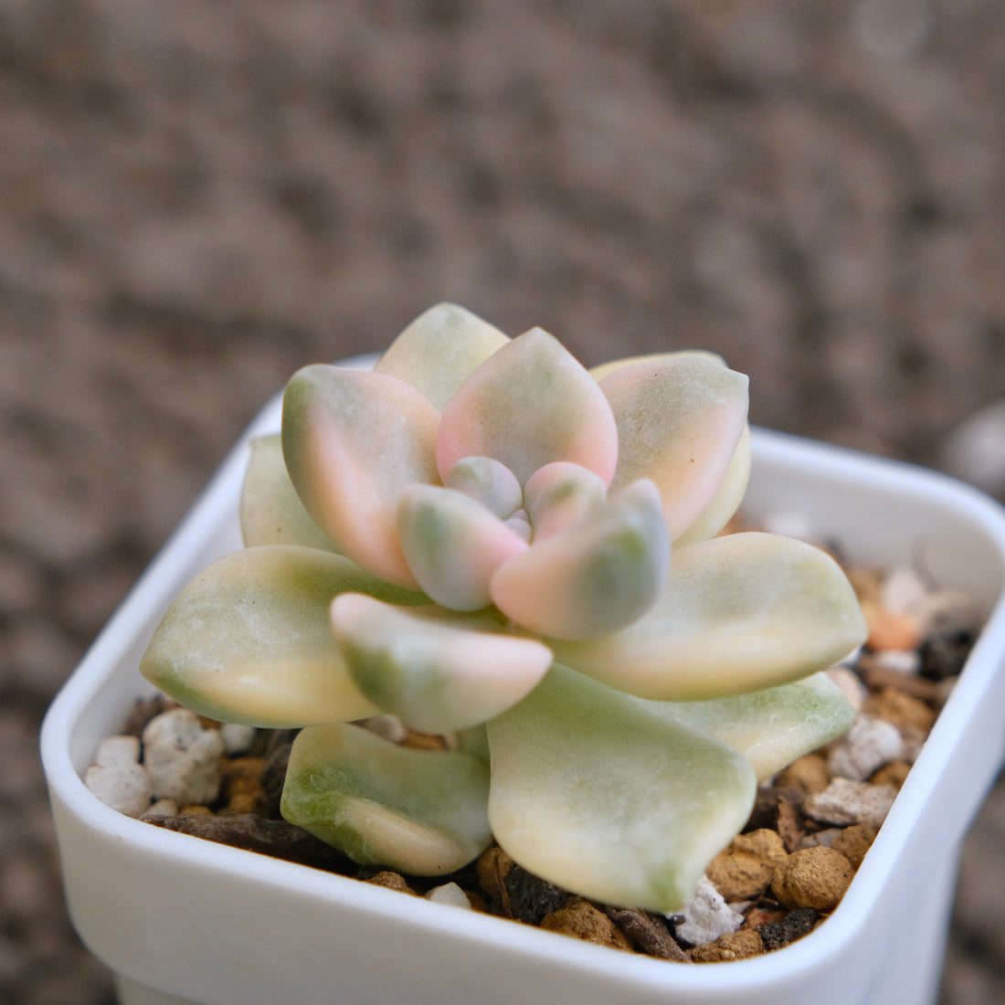 Graptoveria Titubans variegated Imported Succulent Plant