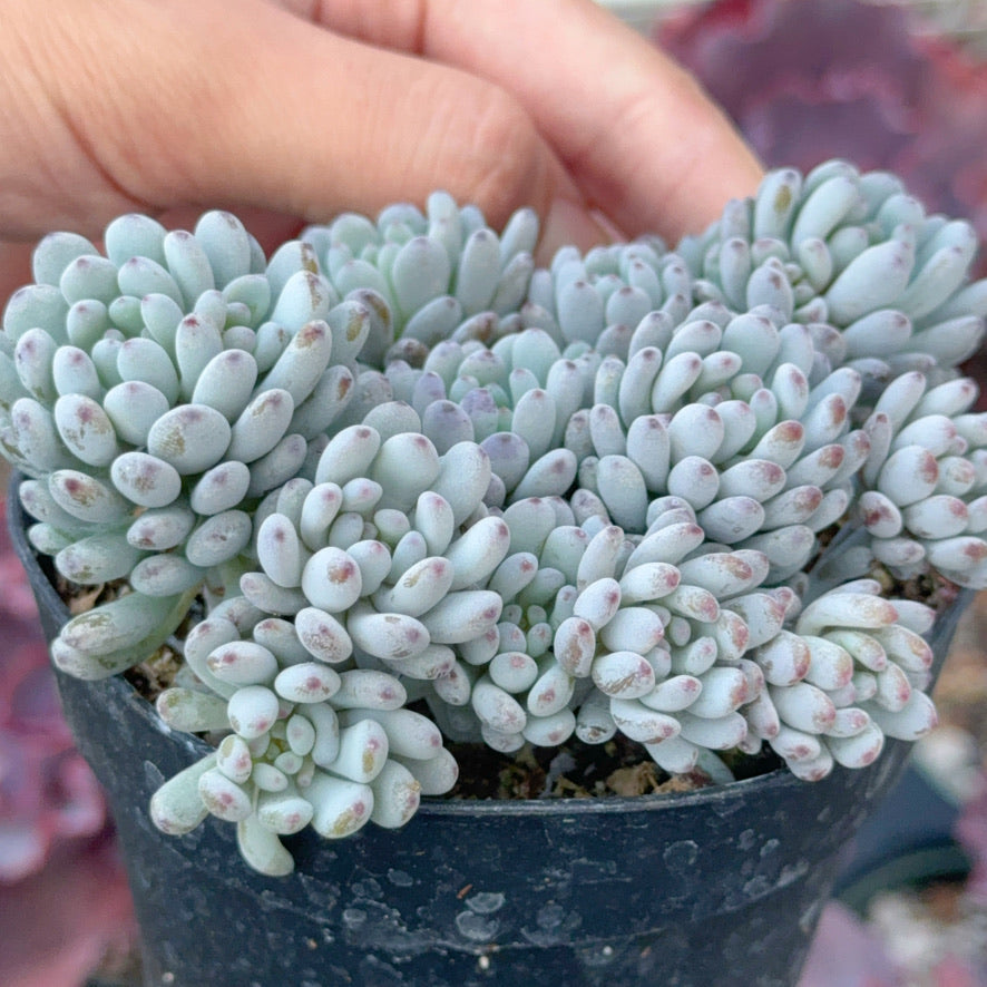 Graptopetalum Blue Beans Succulent Plant