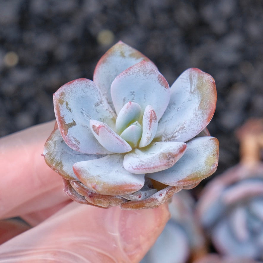 *New* Echeveria Cream Tea hybrid Korean Imported Succulent Plant