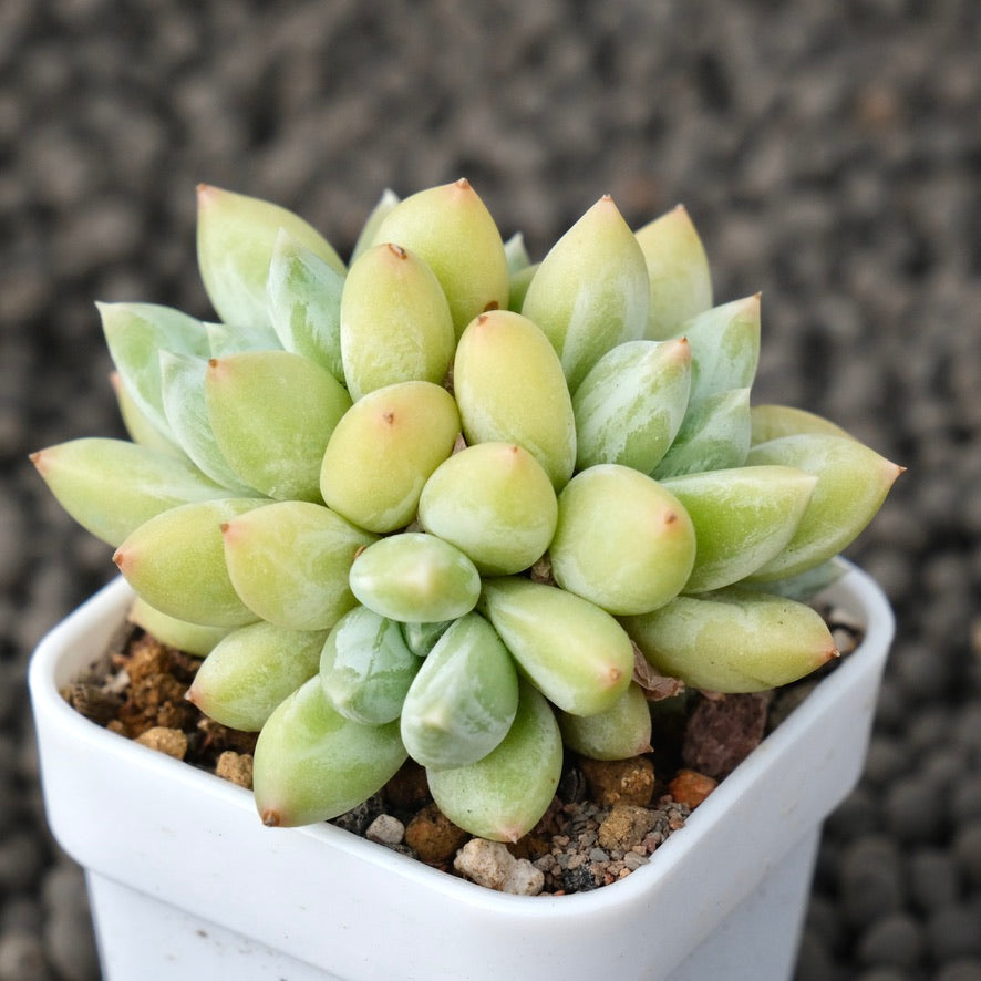 Pachyphytum Sky Beauty Korean Succulent Plant