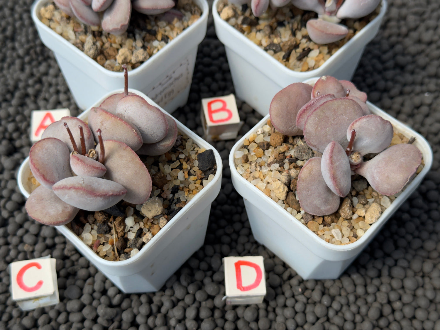 Adromischus Red Egg (L) Imported Succulent Plant