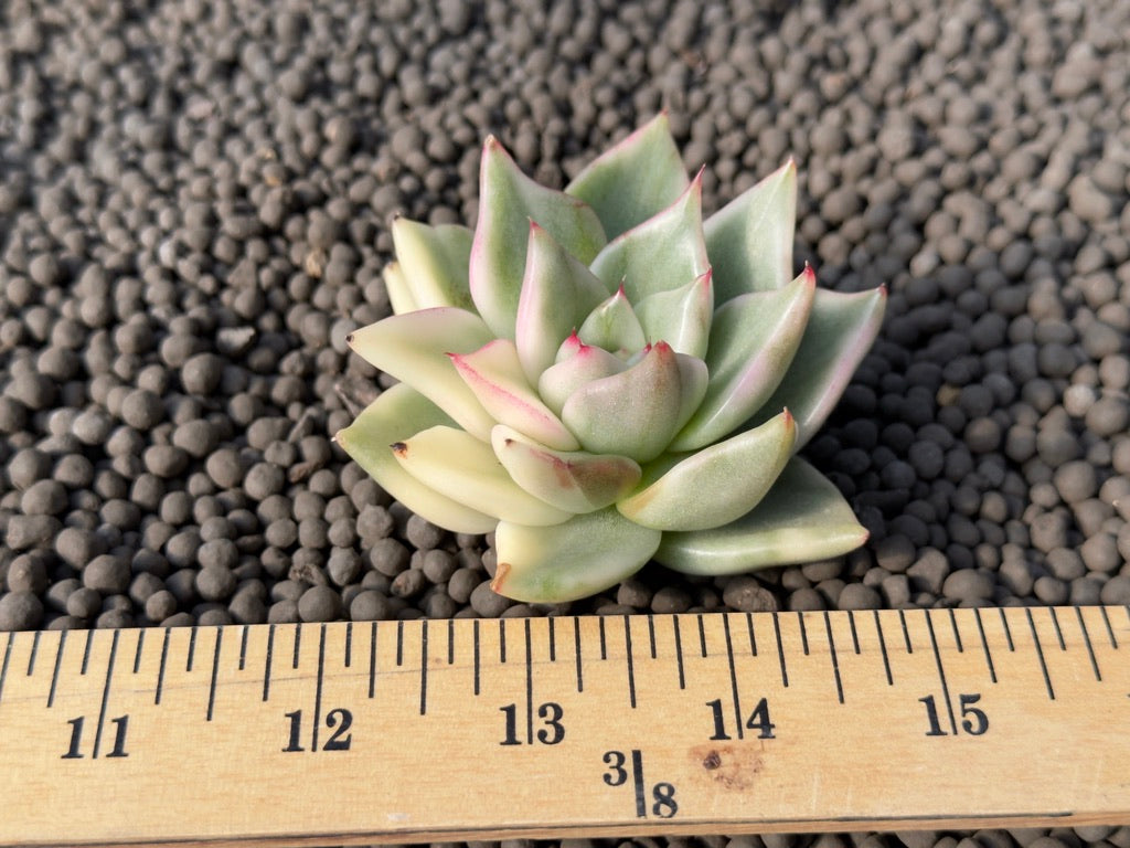 Variegated Echeveria agavoides Korean Succulent Plant