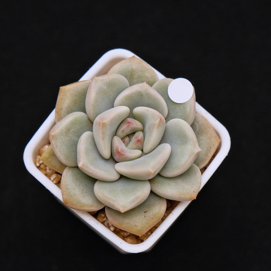 Graptoveria Pink Rosa Korean Succulent Plant Hwaga Hybrid