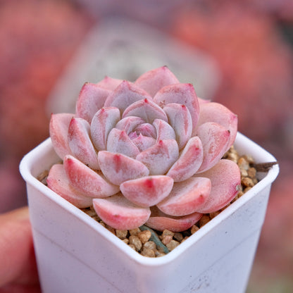 Echeveria hyalina hybrid Imported Succulent Plant *New*