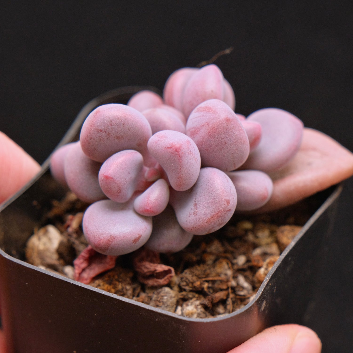 Graptosedum Indian Pink Korean Succulent Plant Air Magic hybrid