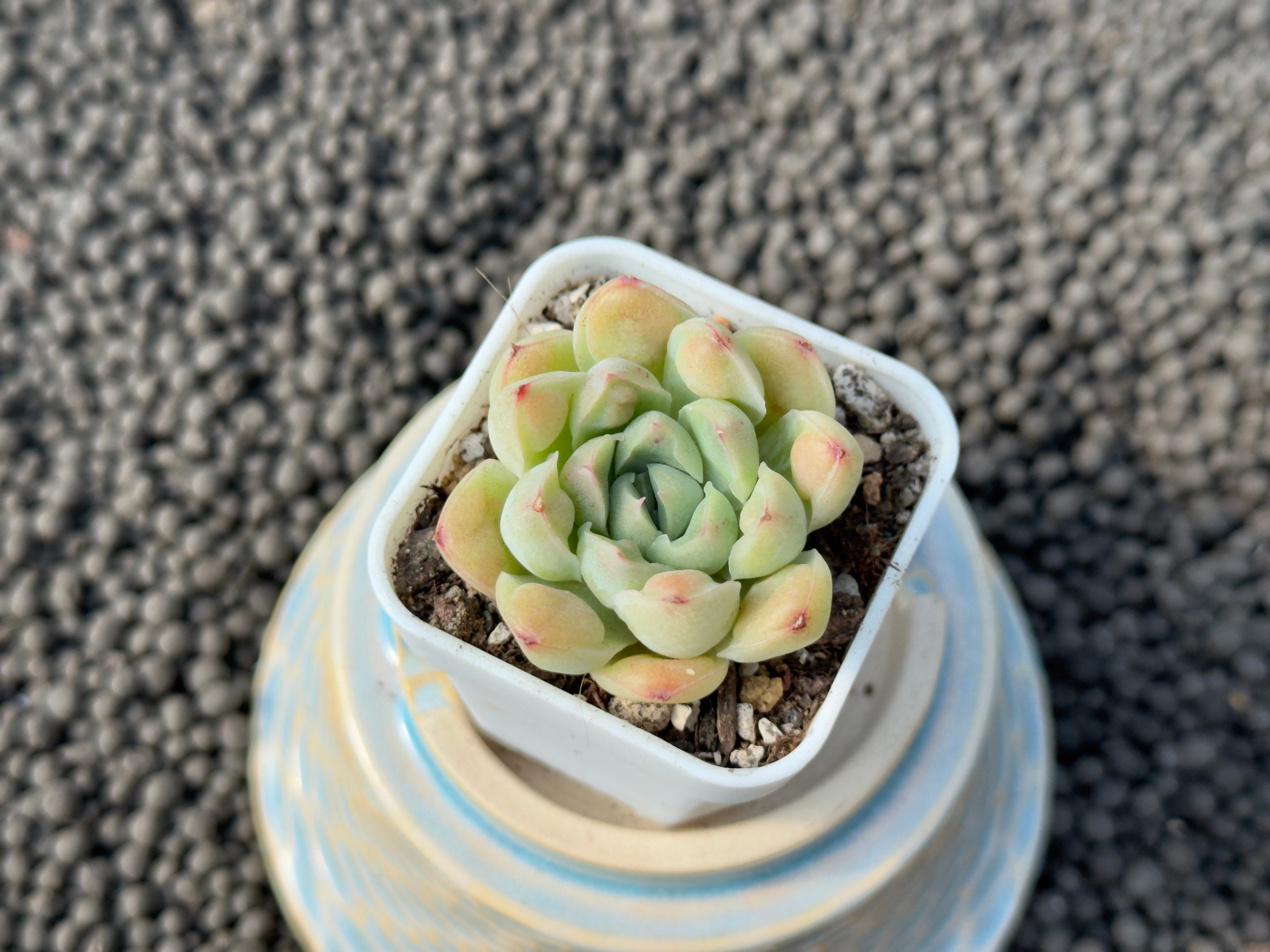 Echeveria Albidrops Korean Succulent Plant