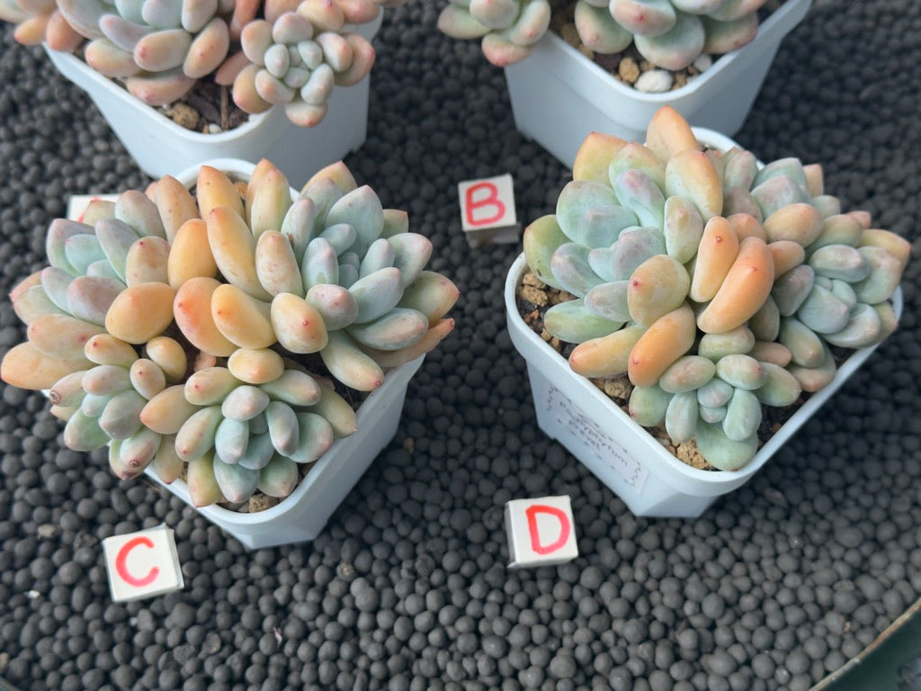 Pachyphytum Frevel Imported Succulent Plant