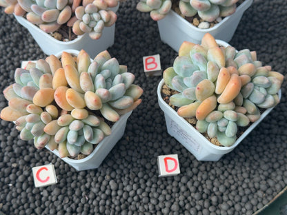 Pachyphytum Frevel Imported Succulent Plant