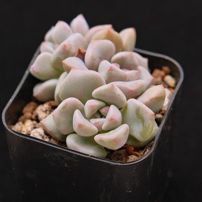 Graptoveria Pink Rosa Korean Succulent Plant Hwaga Hybrid