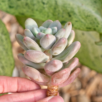 Pachyveria Sweet Symphony Korean Succulent Plant *New*