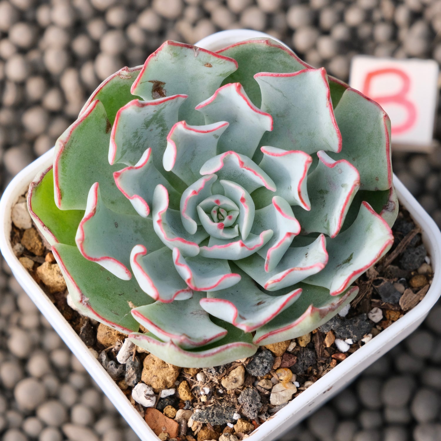 Echeveria Strictiflora Korean Succulent Plant