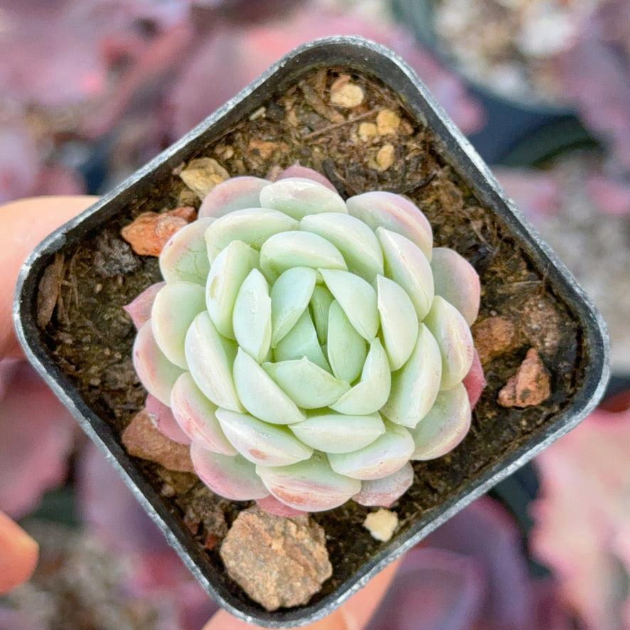 Echeveria elegans &